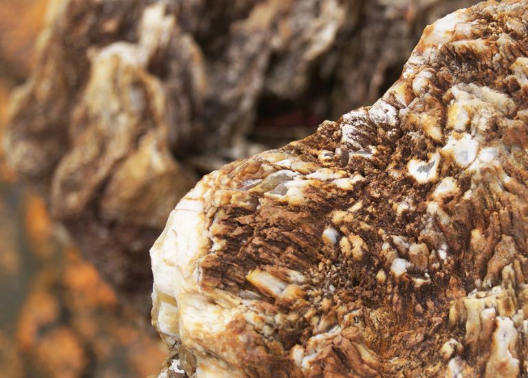 Các khoáng chất thường được tìm thấy bên trong các thân cây gỗ đó là silica, canxit, opal, pyrit và canxedon.