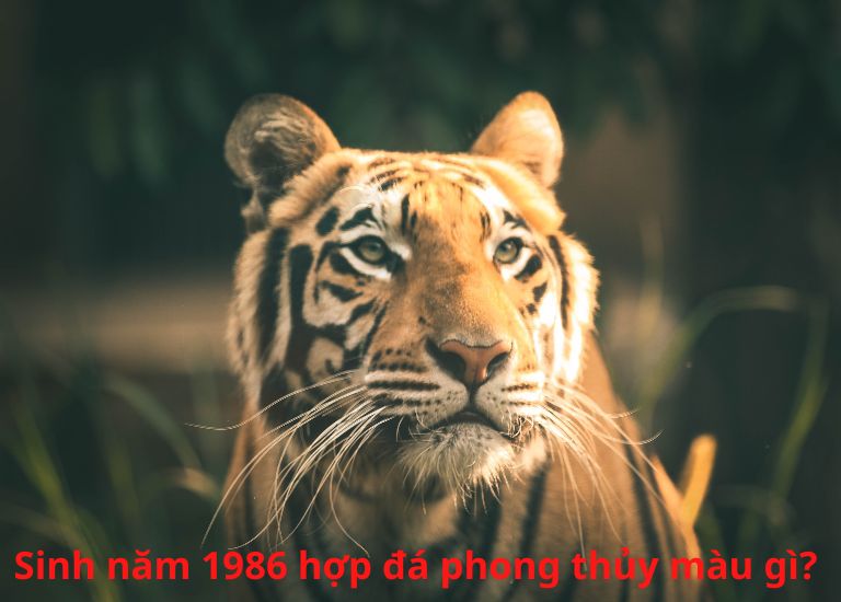 Người sinh năm 1986 tuổi Bính Dần cầm tinh con hổ mang bản mệnh Hỏa với nạp âm là Lư Trung Hỏa (dụ ý lửa trong lò).