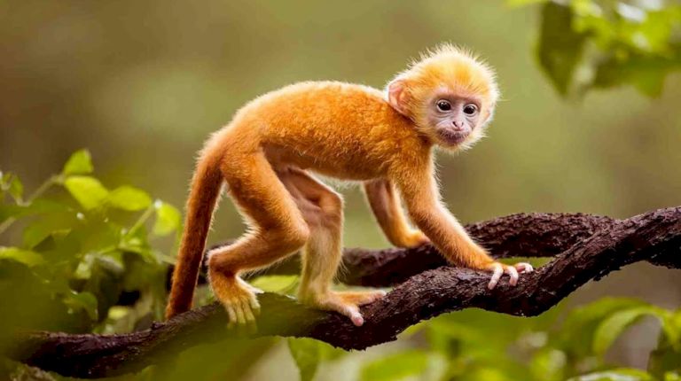 Người tuổi Thân cầm tinh con khỉ với tính cách thông minh, hoạt bát