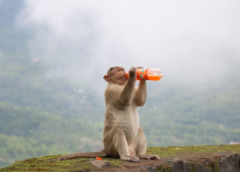 gười sinh năm 1980 tuổi Canh Thân (khỉ trên núi) mang bản mệnh Mộc nên sở hữu đầu óc nhanh nhạy.